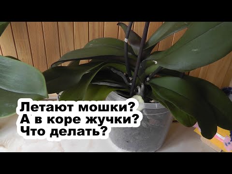 Видео: Кто живет в горшке? Грибной комарик, подуры, панцирный клещ Орхидея фаленопсис