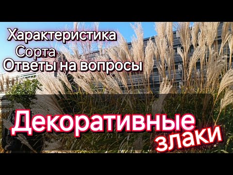 Видео: Осенью создают атмосферу сада. Декоративные злаки. Сорта и характеристики