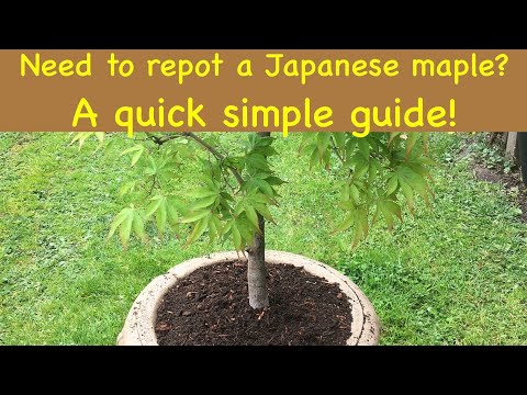 Видео: Нужно ли пересаживать японский клён? Краткое и простое руководство.