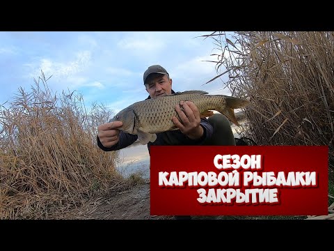 Видео: матвеевка карповая рыбалка