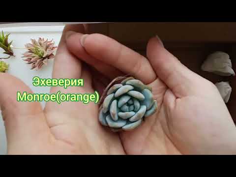 Видео: Классная распаковка посылки от Ивана Соболева🌱