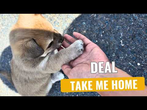 Видео: Щенок протянул лапку, как будто просил: «Можно я пойду с тобой домой?» Я не смогла отказать