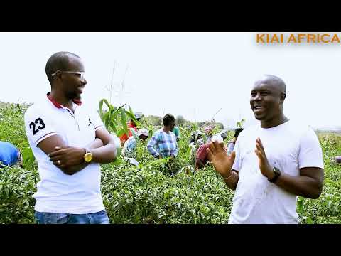 Видео: КАК ВЫРАЩИВАТЬ ЧИЛИ В КЕНИИ НА ЭКСПОРТ/Выращивание перца чили/Выращивание перца чили/Выращивание ...