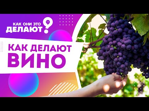 Видео: Как делают вино / Как они это делают?