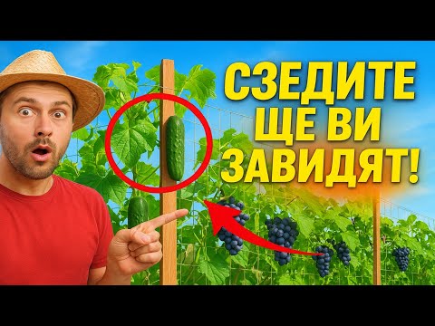 Видео: Съседите ще ви завидят! Направете това през зимата и забравете за връзването на краставиците и гроз