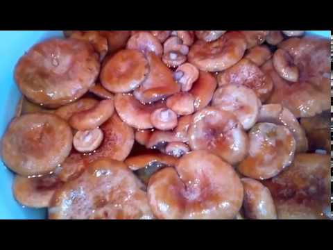 Видео: Рыжики, маринованные в собственном соку. Самый вкусный рецепт.