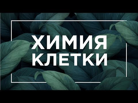 Видео: Химия клетки: белки, жиры, углеводы | ЕГЭ Биология | Даниил Дарвин