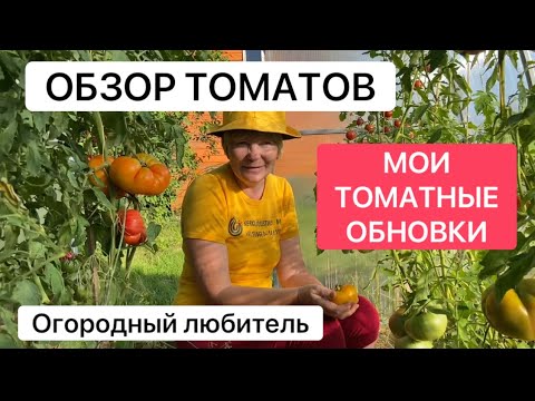 Видео: ОБЗОР ТОМАТОВ // МОИ ТОМАТНЫЕ ОБНОВКИ 2024 // Высылаю семена