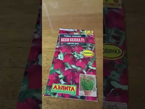 Видео: 8 ноября 2025 г.