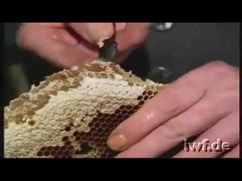 Видео: Технология получения сотового мёда из сапеток.  Пресс для давки мёда из сапеток