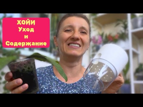 Видео: Мой ПОДРОБНЫЙ УХОД за ХОЙЯМИ в ГОРОДСКОЙ КВАРТИРЕ 🪴