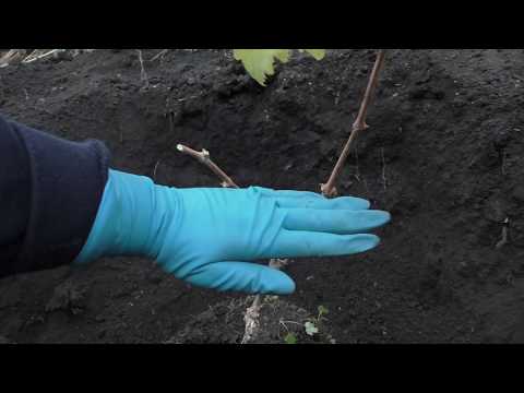 Видео: Посадка саженцев винограда осенью