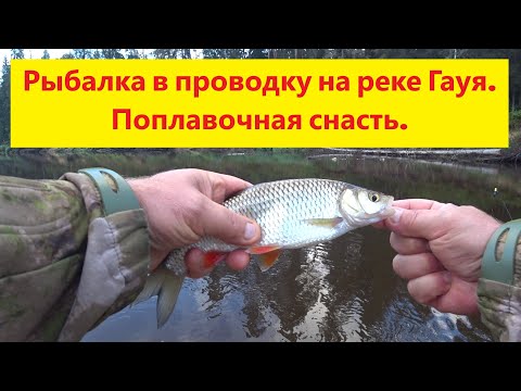 Видео: Поплавок, река и рыбалка в проводку — классика жанра. Pludiņš, upe un makšķerēšana straumē.