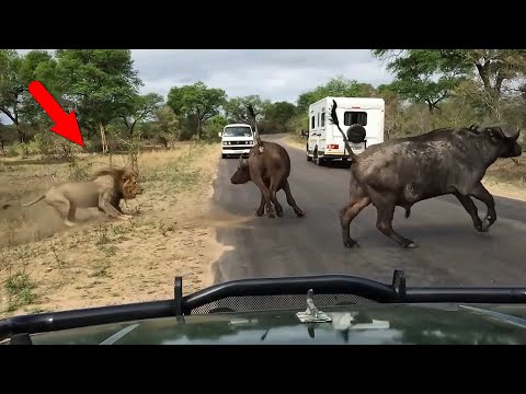 Видео: Дикие Кошки на Охоте!