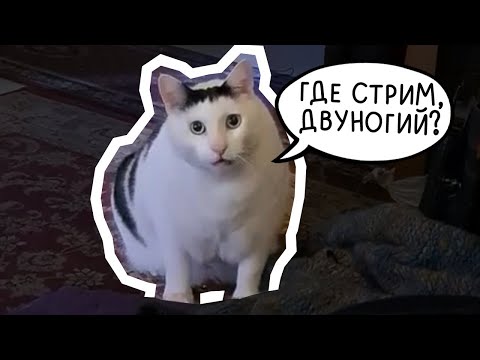 Видео: НОЧНОЙ ЧЕФИР