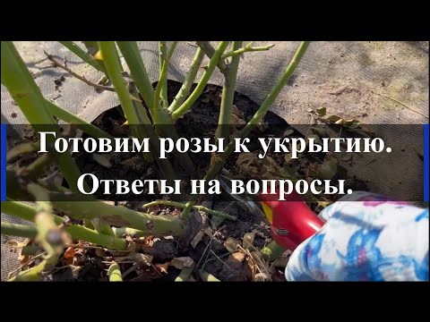 Видео: Готовим розы к укрытию. Ответы на вопросы.. Питомник растений Е. Иващенко