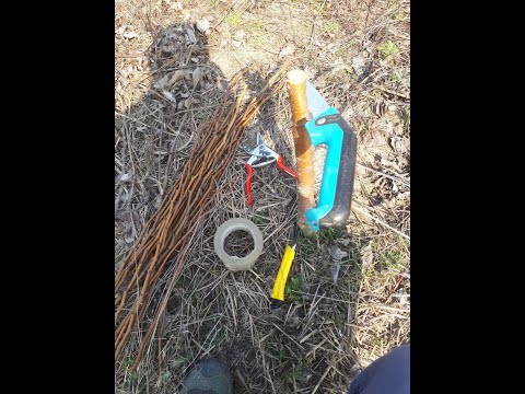 Видео: Весняне перещепленя сортів груші.