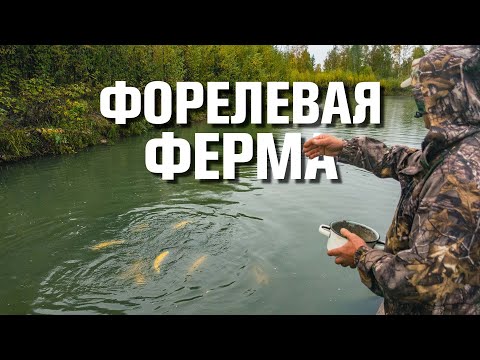 Видео: Бизнес для души! Форелевая ферма на Горном Алтае.