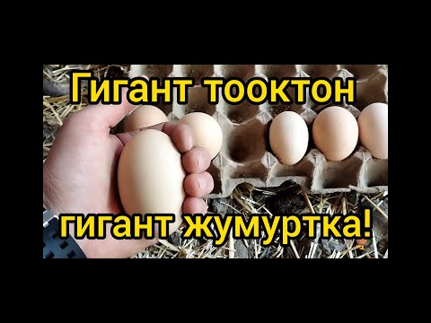 Видео: Акыркы жаңылыктар деп коёюн.🙂