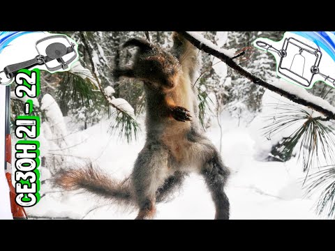 Видео: Опять Они Забегали | Охота На Капканы