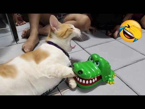 Видео: Попробуй не засмеяться 😅 Лучшие Смешные Собаки и Кошки 😹🐶 Часть 3