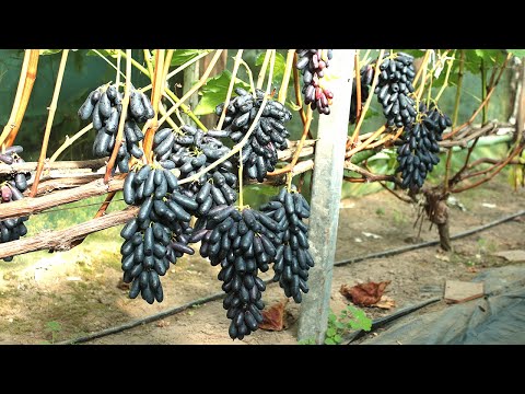 Видео: К-Ш АВАТАР 🍇🍇🍇 БЕЛАРУСЬ 2025