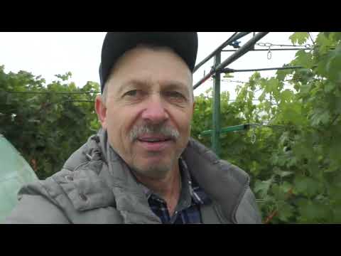 Видео: К-ш Щелкунчик порівняння на Кобер 5бб і РР 33 09.