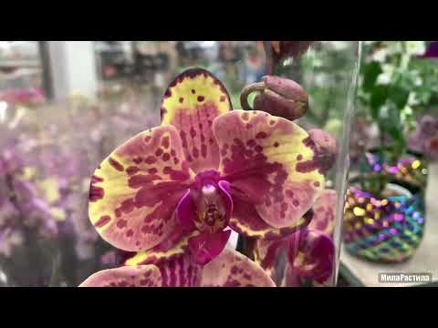 Видео: ОБИ Лахта (СПб). От такой красоты кругом голова. Завоз потрясающе прекрасных ОРХИДЕЙ!