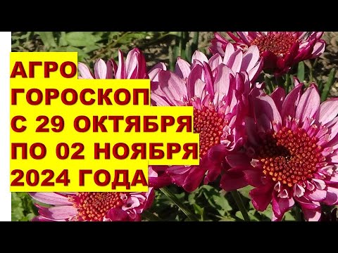 Видео: Как АГРОГОРОСКОП с 29 Октября по 02 Ноября 2024 Может Изменить Вашу Жизнь?