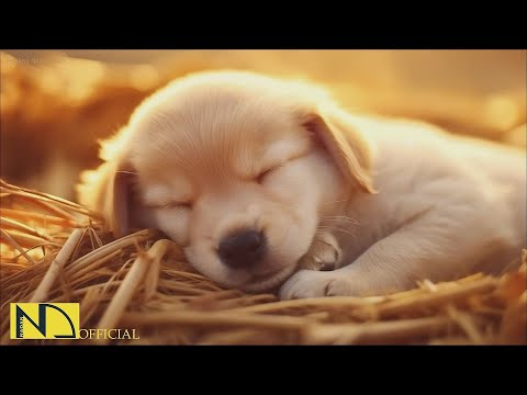 Видео: 20 часов любимой музыки собак🐶💖Музыка для сна собак 🐶🎵 Музыка для снятия беспокойства при разлуке🎵