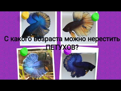 Видео: С какого возраста можно нерестить петушков?\Нерест петушков