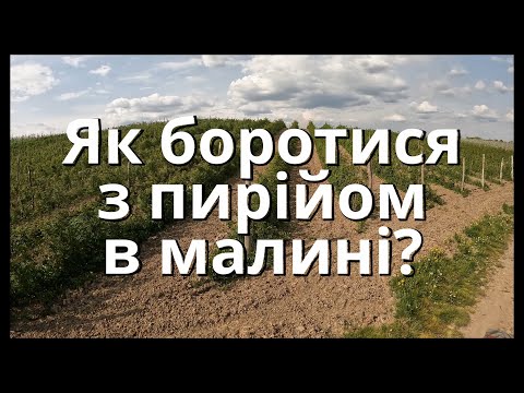 Видео: Гербіциди якими можна працювати в малині. Забераємо пирій з малини. Як забрати бур'яни в малині.