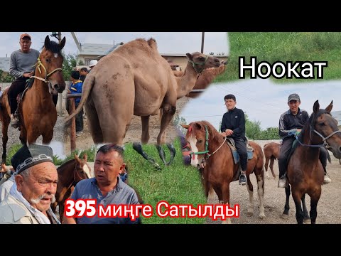 Видео: Базары Кайнаган Ноокат ЖЫЛКЫ Базары Укмуш Кызыды пай пай пай Мындай болгон эмес