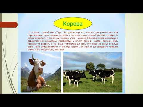 Видео: Я досліджую світ 2 клас Свійські тварини