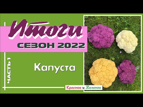 Видео: Капуста. Часть 1. Итоги сезона 2022