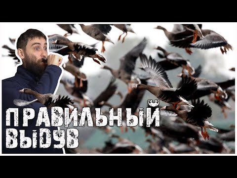 Видео: Охота на гуся 2021 (Как научиться манить) правильный выдув