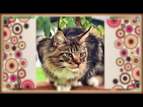 Видео: Котята мейн куны - 27. Арчик и лебеди с птенцами