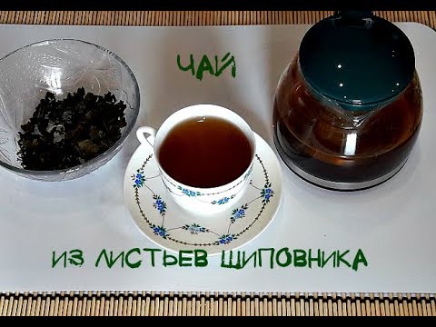 Видео: 🍇Чай из листьев шиповника. Ферментация...