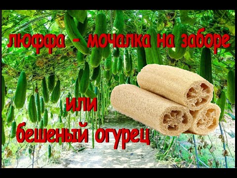 Видео: Люффа или бешеный огурец Выращиваем натуральную мочалку  Как очистить люффу Результаты розыгрыша