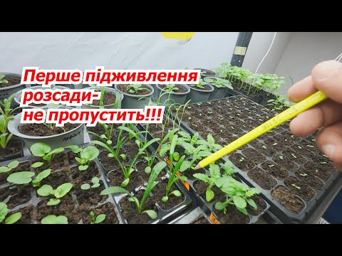 Видео: Не пропустить перше підживлення розсади! Коли та чим підживити розсаду вперше.