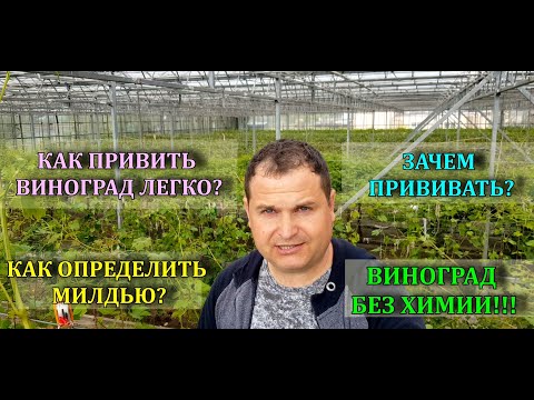 Видео: КАК ПРИВИТЬ ВИНОГРАД ЛЕГКО! ЗАЧЕМ ПРИВИВАТЬ? КАК ОПРЕДЕЛИТЬ МИЛДЬЮ? ВИНОГРАДНИК БЕЗ ХИМИИ