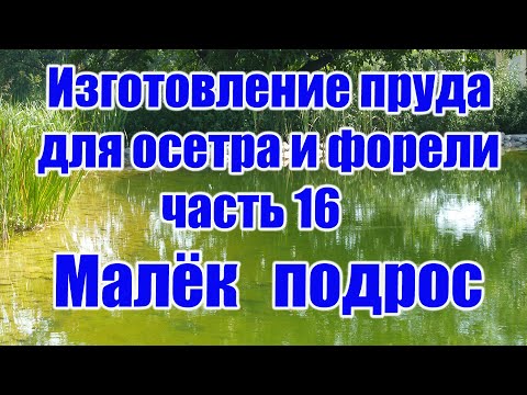 Видео: Изготовление пруда для осетра и форели (часть 16) Малёк подрос
