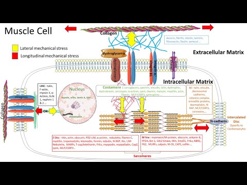 Видео: И снова Селуянов. О стимулах к гипертрофии