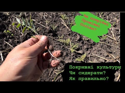 Видео: Покривні культури чи сидерати? Перший досвід.