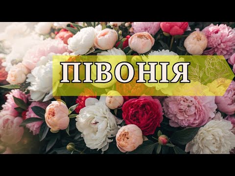Видео: Секрети півоній: історія, догляд та найкрасивіші сорти!