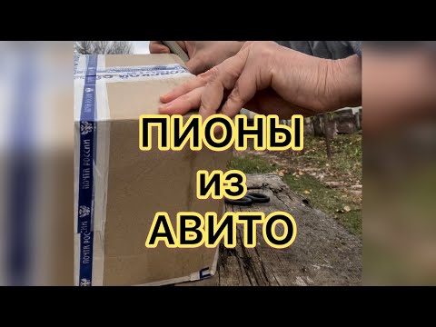 Видео: РАСПАКОВКА. Что предлагают продавцы из Авито? Кто определит что за растение растет в чужом саду?! 🧐