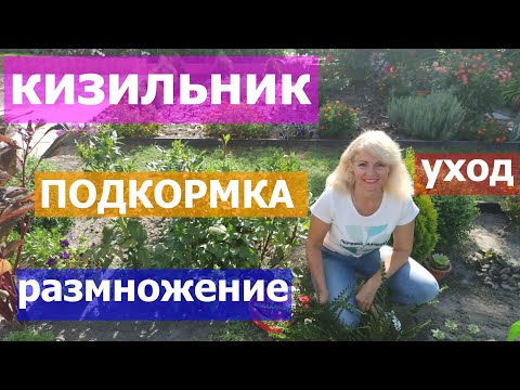 Видео: Кизильник  Уход за кизильником  Как размножить кизильник