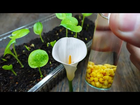 Видео: 💐 Как посеять каллы лилии из семян в домашних условиях