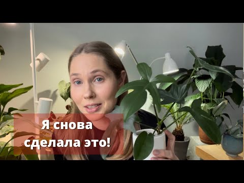 Видео: Обзор новинок в коллекции растений!