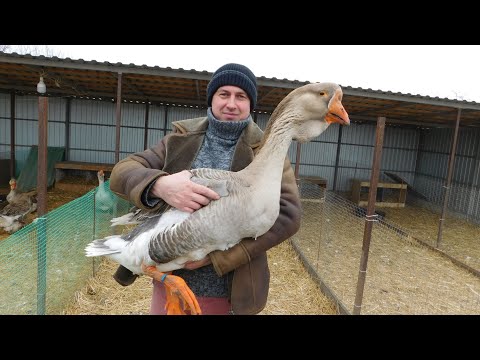 Видео: Холмогорские гуси//В гостях у Николая